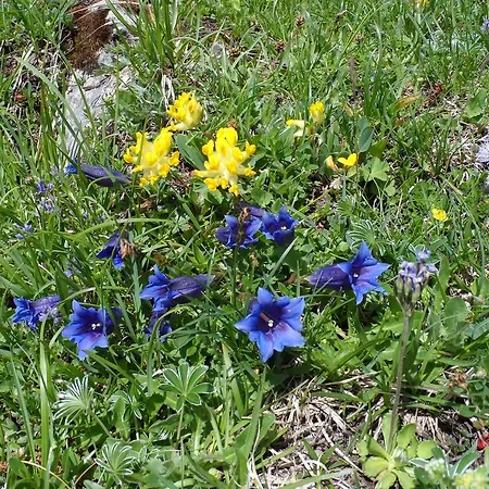 Alpenruh 2* Kandergrund