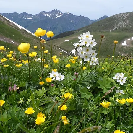 Alpenruh 2*